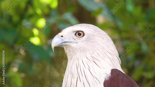 Obraz na plátně Majestic Brahminy kite, a beautiful raptor with white head and chest, captured in a close-up portrait, showcasing its sharp beak and keen eye, symbolizing freedom and power in nature