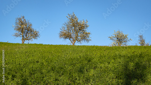 Primavera