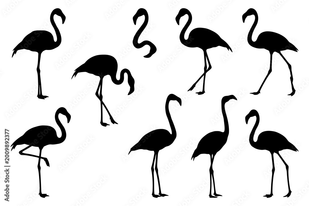 Naklejka premium Silhouette collection of flamingos in various poses on white background.