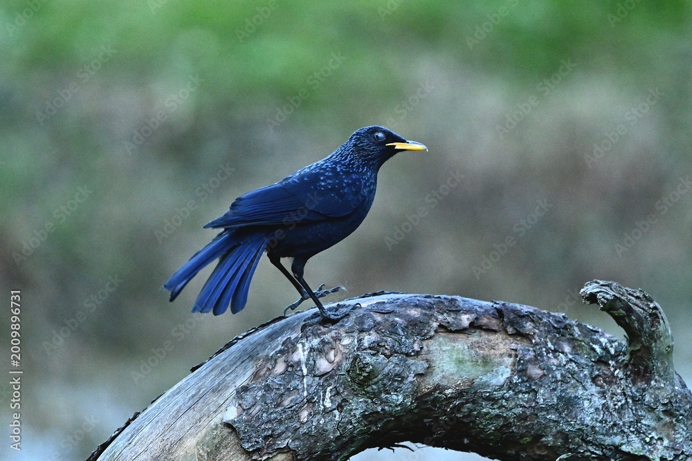 Obraz premium blue winged blackbird
