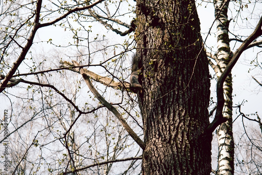 Obraz premium A young squirrel jumps through a spring forest