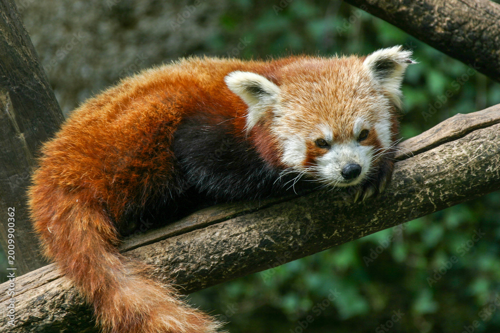 Fototapeta premium Petit panda roux sur une branche