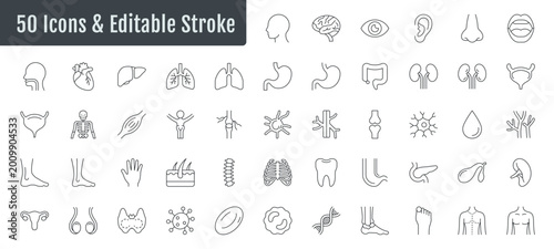 A set of human internal organ icons with adjustable stroke width for flexible use and customization
