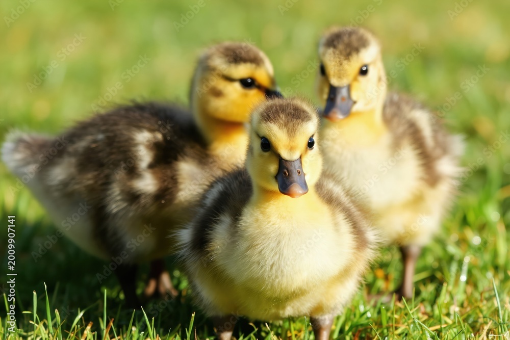 Obraz premium Three fluffy canada goslings stand close together on green grass. Baby geese have yellow and brown downy feathers. Cute young birds look curious at camera on a sunny day.