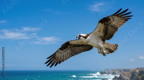 Sea hawk in flight and calling against a blue sky, dramatic raptor action with open beak and extended wings, energetic wildlife image for coastal bird, hunting and migration themes natural light,