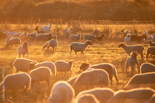 Foto Sheep Herd at Golden Hour – Sustainable Farming and Livestock Protection on Past