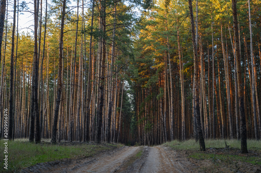 Fototapeta premium Pine forest in eastern Ukraine before the war