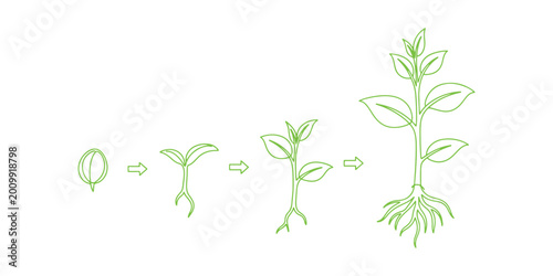 Growth progression of a plant from sprout to full bloom.