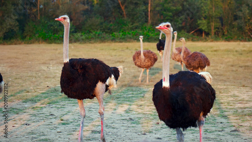 Obraz na płótnie Majestic ostriches in a natural habitat, a group of large flightless birds with