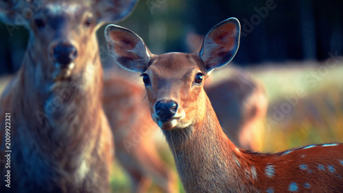 Photos Majestic Sika deer in a natural forest habitat, a beautiful spotted fawn with large ears, wild animal wildlife photography, graceful deer in a serene outdoor setting