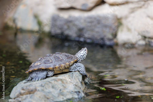 Canvastavla Diamondback terrapin turtle basking on a rock by the water