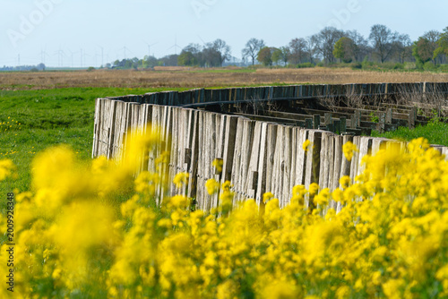 Foto Golden blooms soften the weathered wood under a hazy sky.