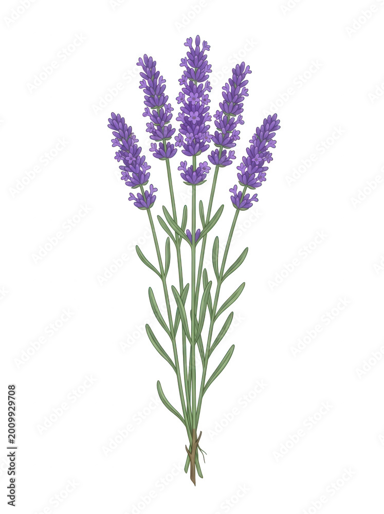 Fototapeta premium Lavender flowers bouquet with transparent background