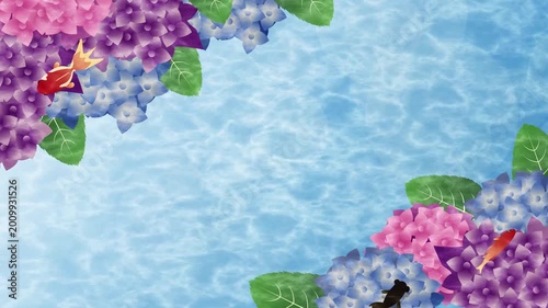 夏の梅雨　紫陽花背景