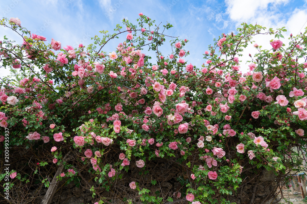 Obraz premium Pink climbing roses blooming against blue sky