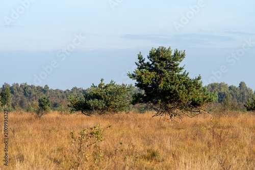 Canvas-taulu Climate change in moor landscape – dry grassland with pine trees and ecosystem s