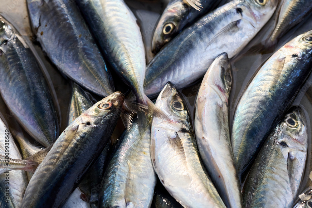 Fototapeta premium Freshly caught Mackerel fish on ice at a market stall