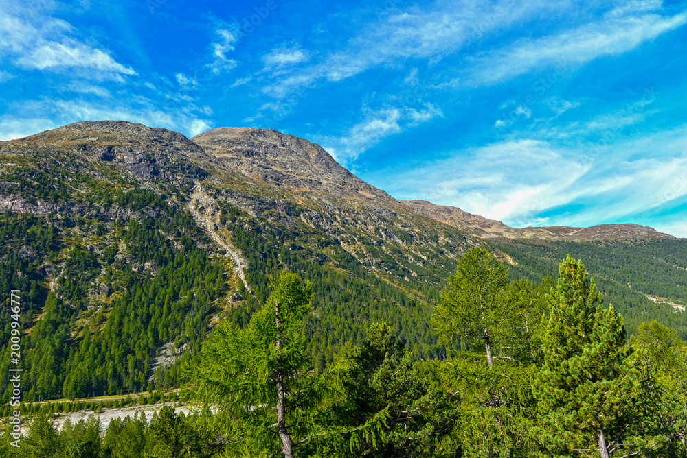 Naklejka premium Blick auf markante Berghänge im Berninatal hinter grünen Nadelbäumen im Sommer