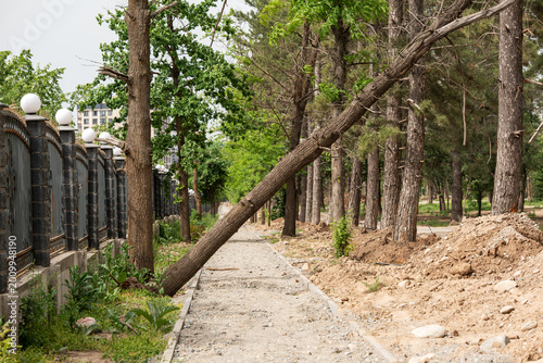 A fallen tree leaning precariously over a newly constructed gravel path in a city park. The scene shows the aftermath of a storm or environmental damage next to a decorative metal fence.
