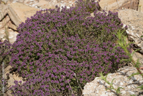 Foto The plant in the picture is thyme, most likely creeping thyme (Thymus serpyllum), also known as wild thyme