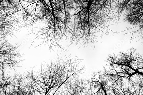 Bare tree branches framing open sky, upward view in winter