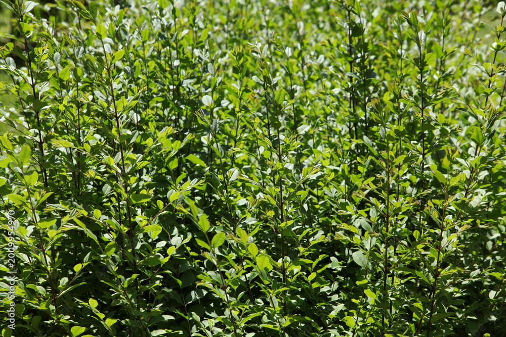 Fototapeta premium Peaceful natural landscape with green trees and park scenery. Beautiful outdoor environment with fresh air, calm atmosphere and natural background. Perfect for nature, relaxation and ecology themes.
