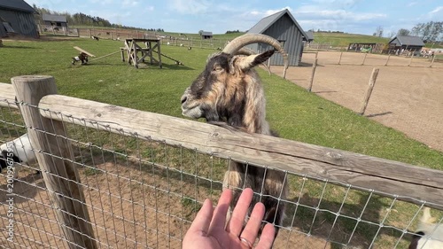 Goat approaches hand with food, showing interaction at a farm with green grass and wooden fence in the background