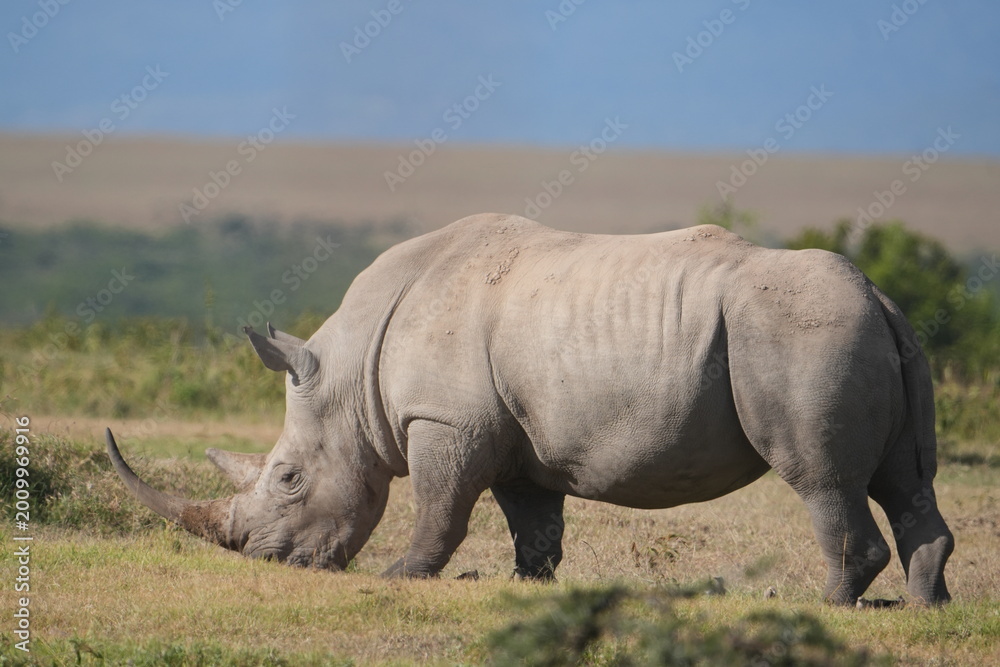 Obraz premium Rinoceronte negro en el P. N. Lago Nakuru