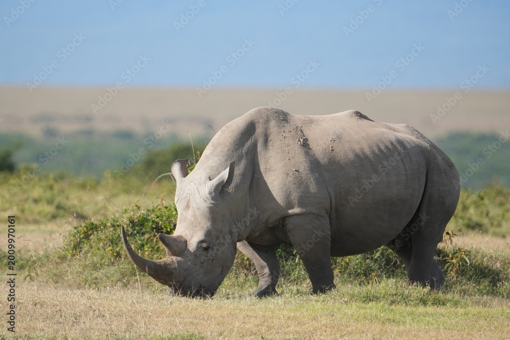 Obraz premium Rinoceronte negro en el P. N. Lago Nakuru