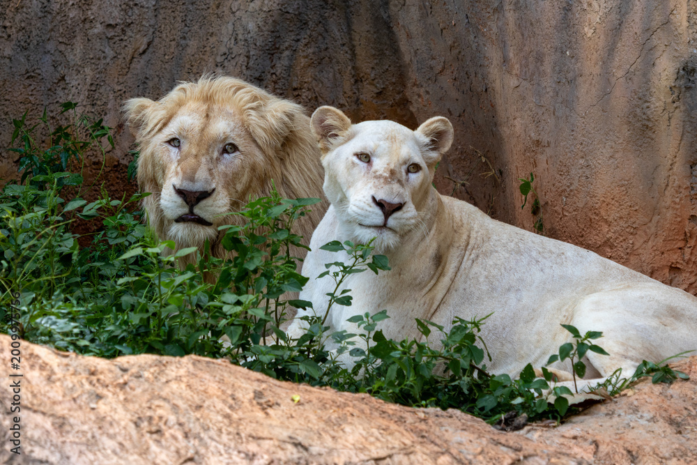 Obraz premium A male and female white lion pair rest together peacefully near a rocky wall surrounded by green vegetation.