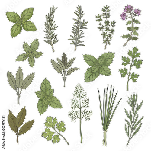 Hand drawn set of fresh culinary herbs and aromatic plants.