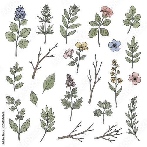 Hand Drawn Watercolor Botanical Collection of Flowers and Twigs.