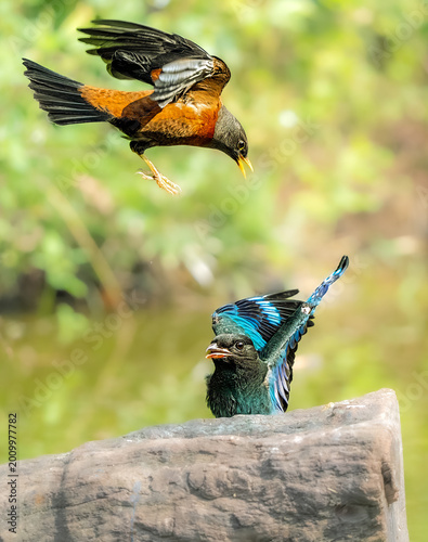 Картината върху платно blue tit on a branch