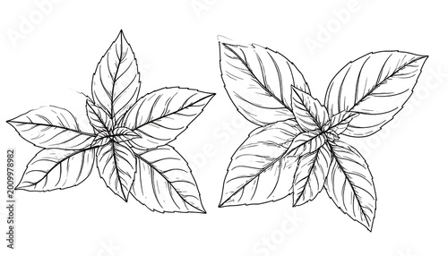 Basil Leaves Sketch.