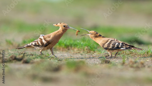 Photography a pair of wild animals