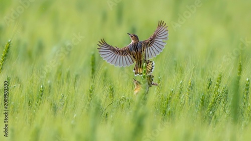 blue heron on the grass