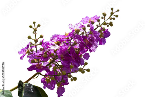 A beautiful branch of blooming purple flowers isolated on a white background.