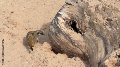 Meerkat explores sandy terrain near a large wooden log, showcasing its natural behavior in a desert environment