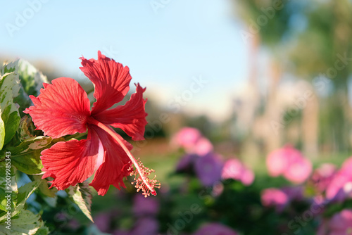 Beautiful red hibiscus flower on bush close up, abstract natural background. Blooming bright tropical beautiful plant. Exotic floral image. template for design.