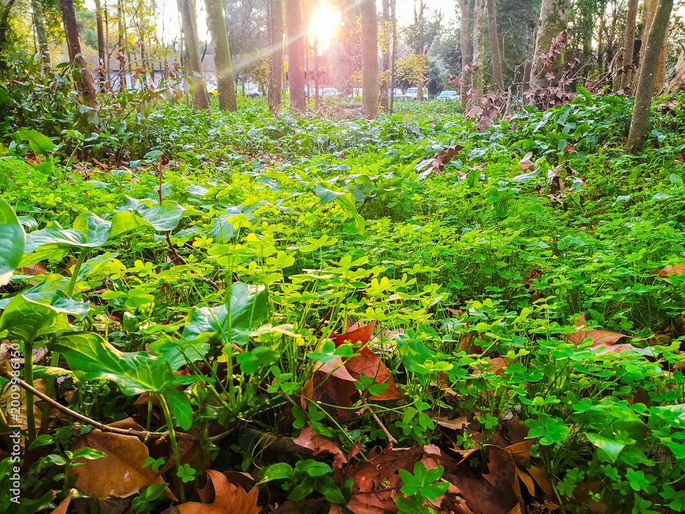 Fototapeta premium Lush green clover and ivy blanket a serene forest floor, illuminated by a warm sun flare. This enchanting woodland scene symbolizes renewal and the peaceful harmony of natures seasonal shifts.