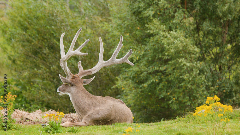 Fototapeta premium Red Deer Stag with Large Antlers Resting in a Scottish Meadow