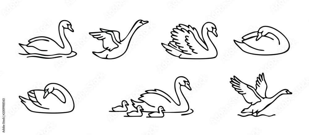 Obraz premium Swan Icons Set Line Art Collection Black And White Vector Illustration of Graceful Water Birds in Different Poses Swimming Flying and Mother with Cygnets for Wildlife Design Projects Minimalist Style