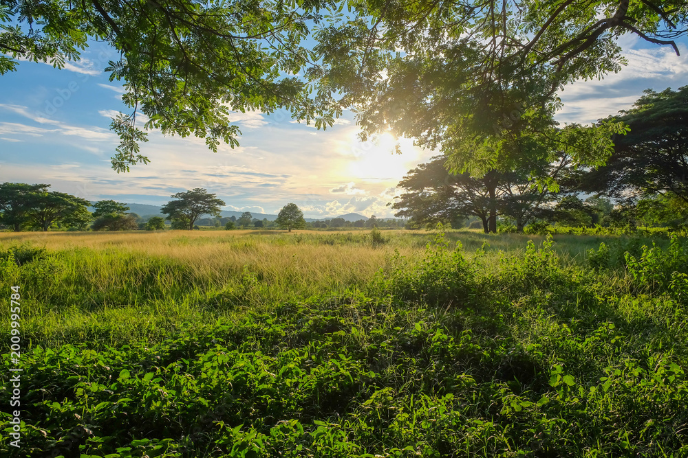 Fototapeta premium Sunset Glow Over Grassy Field: Golden sunset bathes grassy field under the canopy of a majestic tree, as sun beams filter through the branches creating scene of serenity and natural beauty.