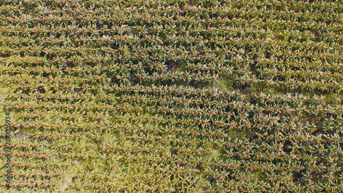 Photos Aerial Top Down View of Textured Rows in an Australian Sorghum Field