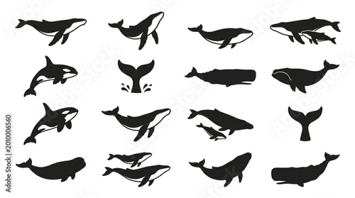 Fotografie Silhouettes of various whale species.
