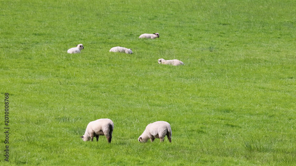 Fototapeta premium Flock of Sheep Grazing and Resting in a Lush Green Field