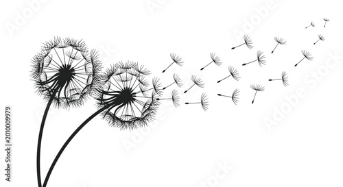 Artistic silhouette of dandelion flowers with delicate seeds being blown away by the wind on a white background.