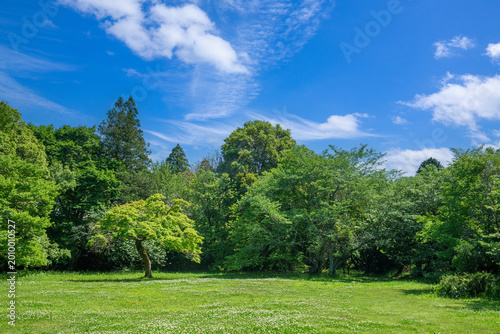 爽やかな公園風景