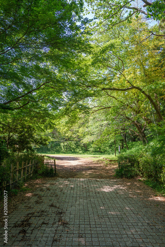 爽やかな公園風景