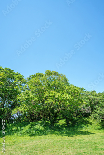 爽やかな公園風景